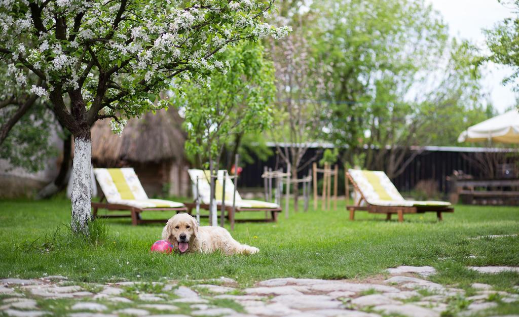 Casa Mosului - Transfagarasan Bed & Breakfast Cîrţişoara Esterno foto
