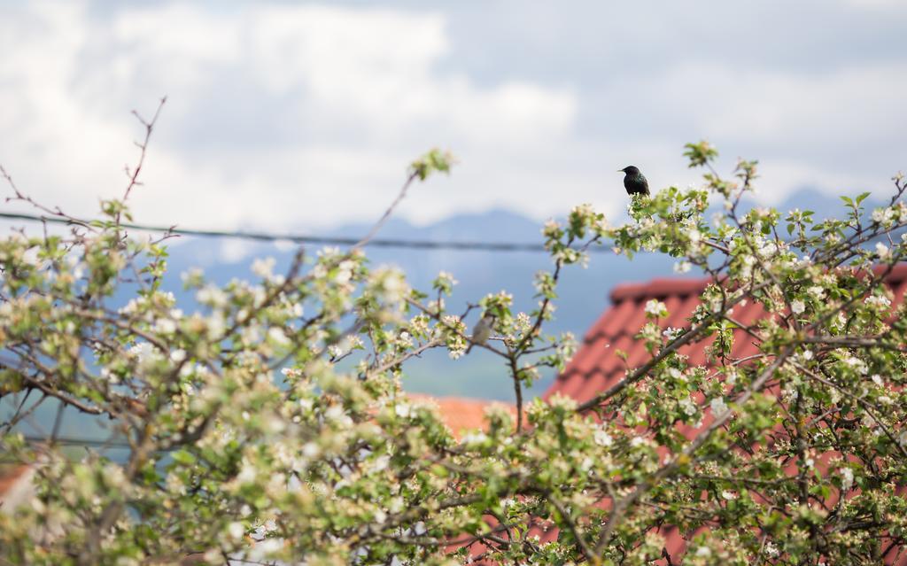 Casa Mosului - Transfagarasan Bed & Breakfast Cîrţişoara Esterno foto