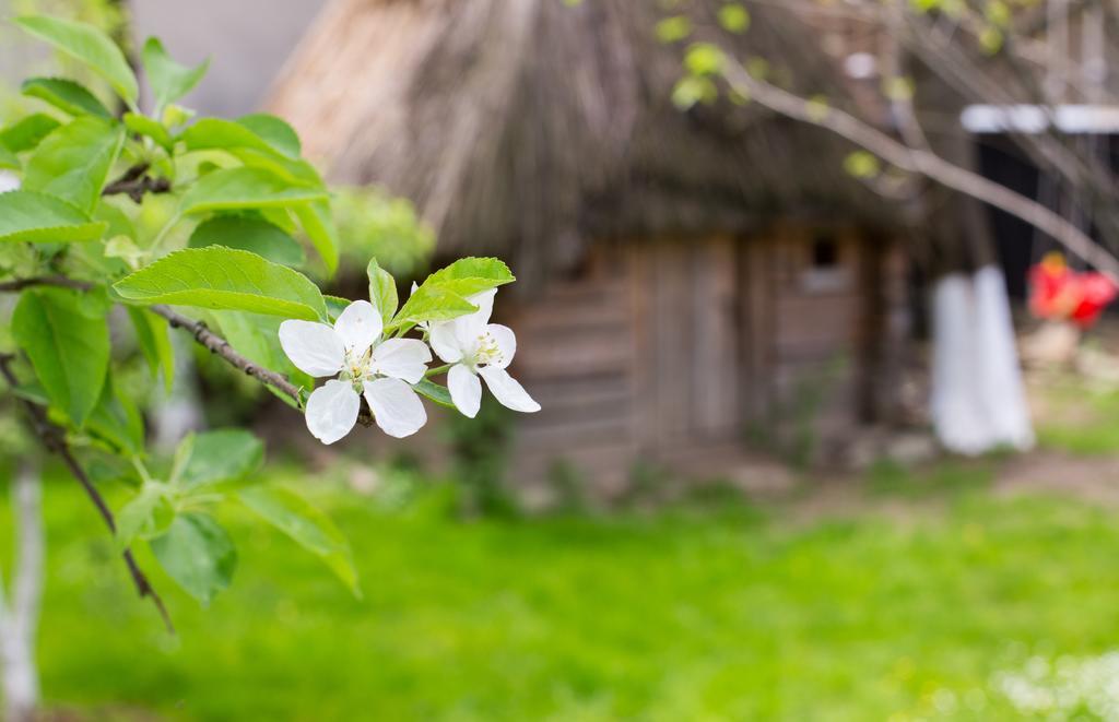 Casa Mosului - Transfagarasan Bed & Breakfast Cîrţişoara Esterno foto